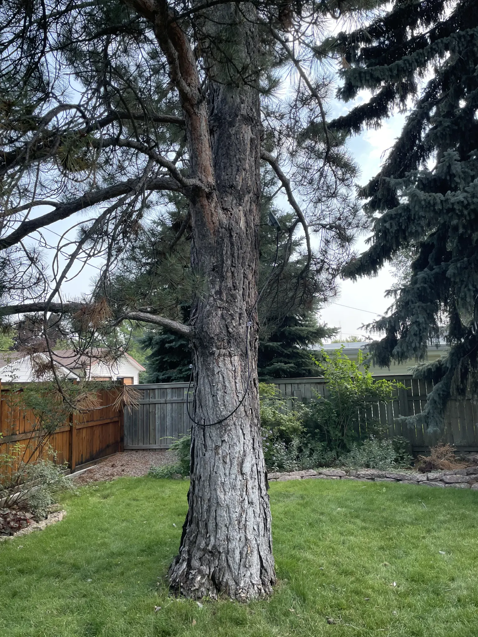 Seeed Solar P1 node mounted about ten feet up. Hope it'll get some sun there in the winter but if not, I can run external power to it. Seeed Solar P1 node mounted about ten feet up. Hope it'll get some sun there in the winter but if not, I can run external power to it.