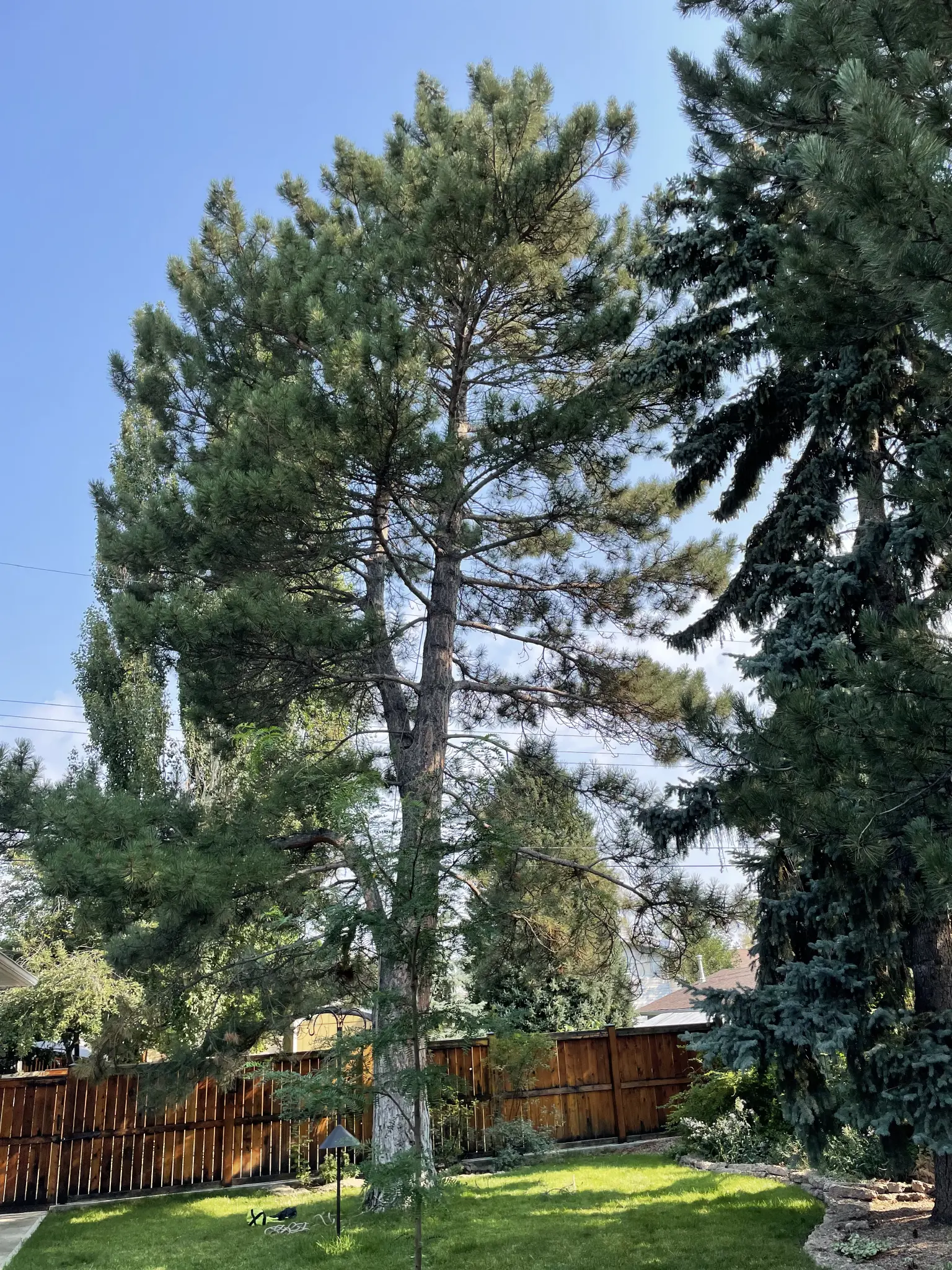 Tall pine tree with arborist way up inside mounting the antenna, Tall pine tree with arborist way up inside mounting the antenna,